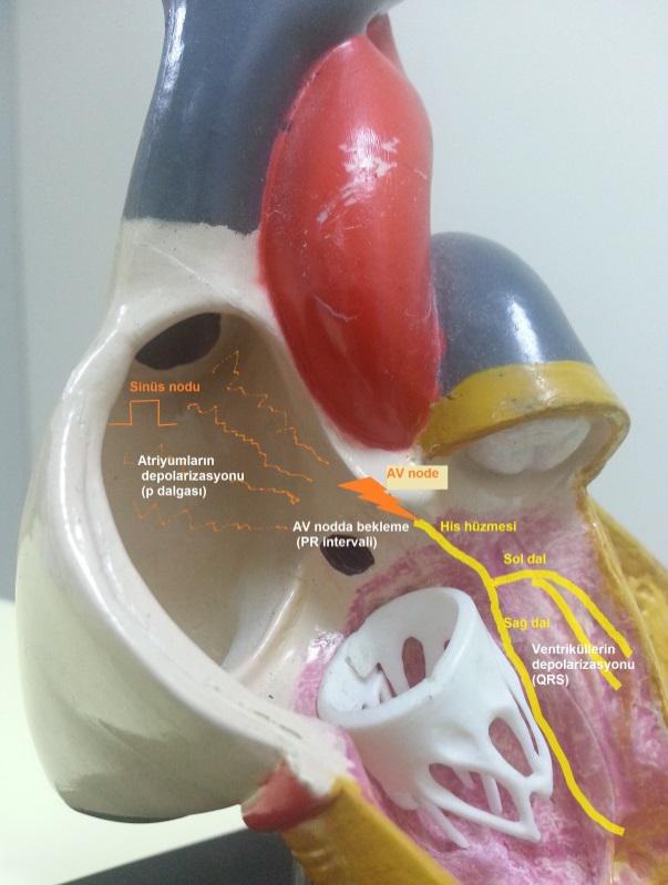 Şekil 1: Normal sinüs ritminde kalbin ileti sistemi.
